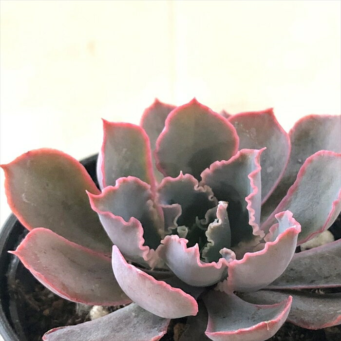 【楽天スーパーセール P5倍】 多肉植物 hmエケベリア ネオンブレーカー 多肉植物 ...