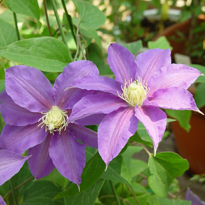 予約販売 クレマチス 苗 江の島 パテンス系 落合さんのクレマチス 2年生苗 10.5cmポット ochi 3月上旬以降発送