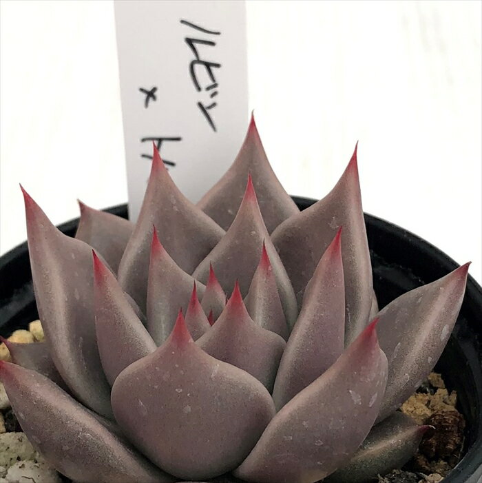 多肉植物 O’sエケベリア ルビン×トバレンシス Aタイプ 多肉植物 O’s PLANTS オーズプランツさん苗 送料無料 エケベリア 6cmポットのサムネイル