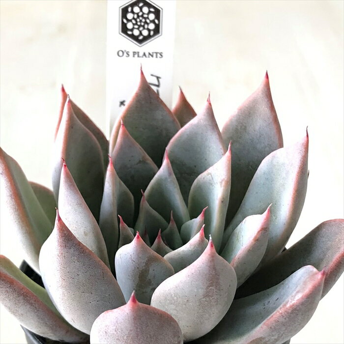 多肉植物 O’sエケベリア クスピダータサンロベルト×ブランデティ 多肉植物 O’s PLANTS オーズプランツさん苗 送料無料 エケベリア 6cmポットのサムネイル