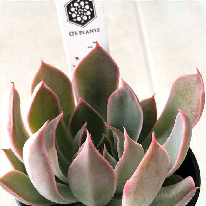 多肉植物 O’sエケベリア クスピダータサンロベルト×シャビアナペレグリナ 多肉植物 O’s PLANTS オーズプランツさん苗 送料無料 エケベリア 6cmポットのサムネイル