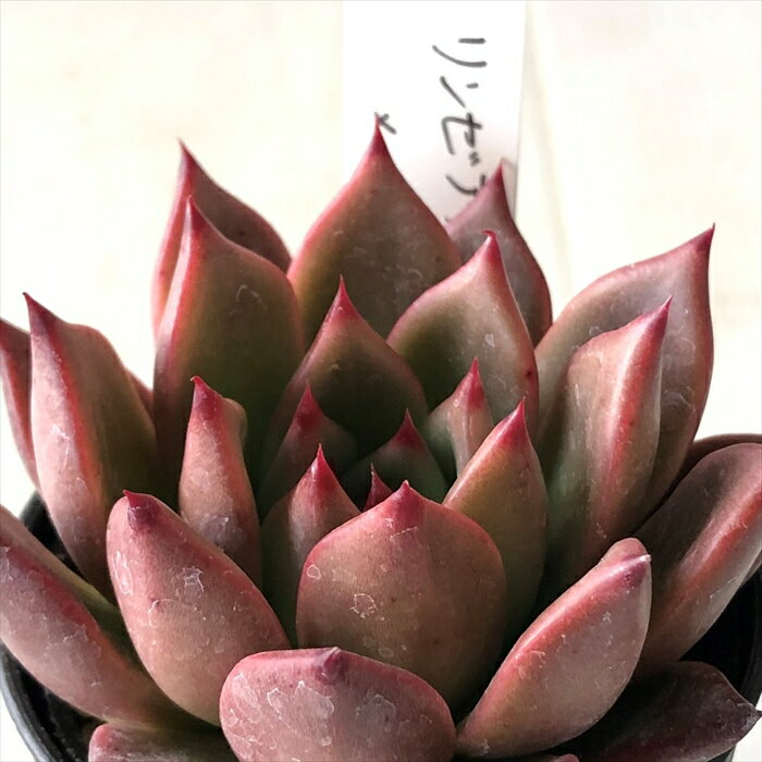 多肉植物 O’sエケベリア リンゼアナ×ルビン 多肉植物 O’s PLANTS オーズプランツさん苗 送料無料 エケベリア 6cmポットのサムネイル