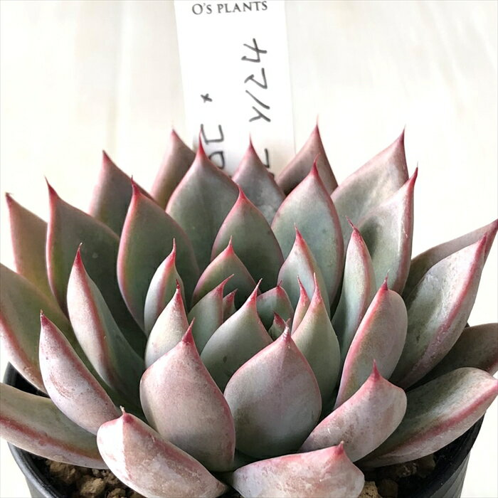 多肉植物 O’sエケベリア カマノイプエブラ×コロラータ 多肉植物 O’s PLANTS オーズプランツさん苗 送料無料 エケベリア 6cmポットのサムネイル