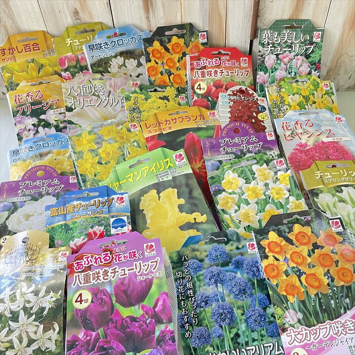 いろいろ球根福袋 チューリップ ヒアシンス 水仙 ムスカリ 百合など 10袋セット 送料無料
