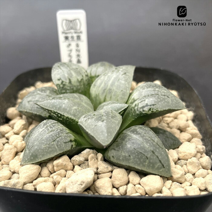 多肉植物 pnwハオルチア N水晶×プラチナ 0930-026 オリジナル実生 多肉植物 Plant’s Work プランツワー..