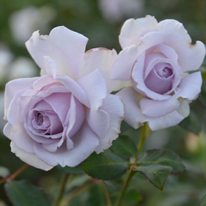 先行予約 【2025年春新品種】 バラ苗 バラ大苗 ロサ オリエンティス コントレイル 品種登録出願中 四季咲き 薔薇 ばら 送料無料 紫 hao 3月上旬以降発送