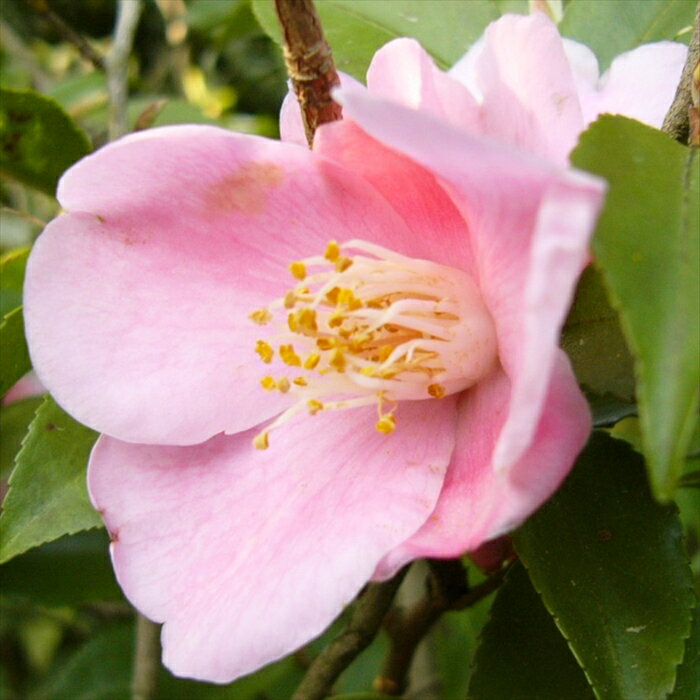 予約販売 小輪咲き椿 港の春 9cmポット 椿 つばき ツバキ 生け花 切り花 庭木 花木 akq 2月下旬以降発送