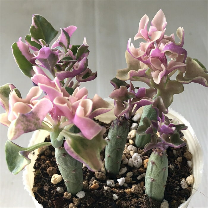 多肉植物 sbセネシオ 七宝樹錦 多肉植物 セネシオ 7.5cmポットのサムネイル