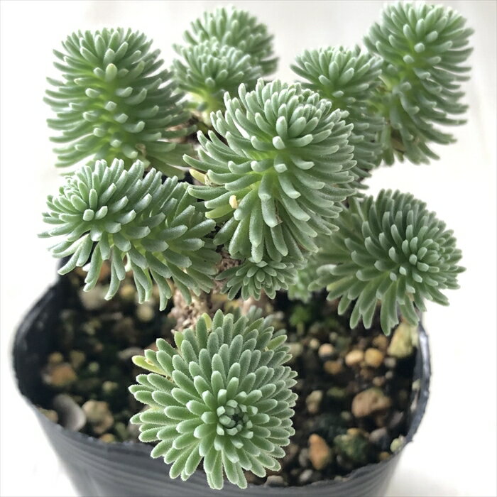 多肉植物 seセダム 小松緑 多肉植物 セダム 7.5cmポットのサムネイル