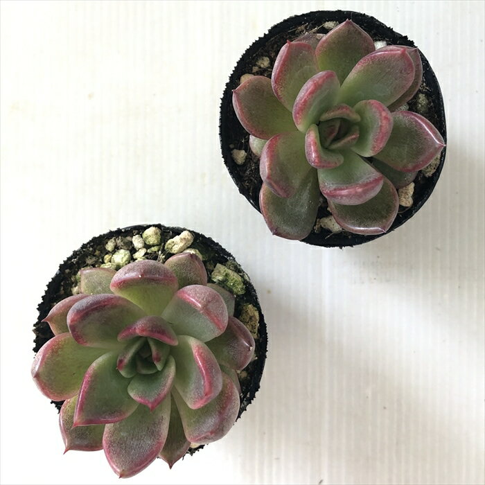多肉植物 hmエケベリア ブラッドマリア 多肉植物 エケベリア 6cmポット