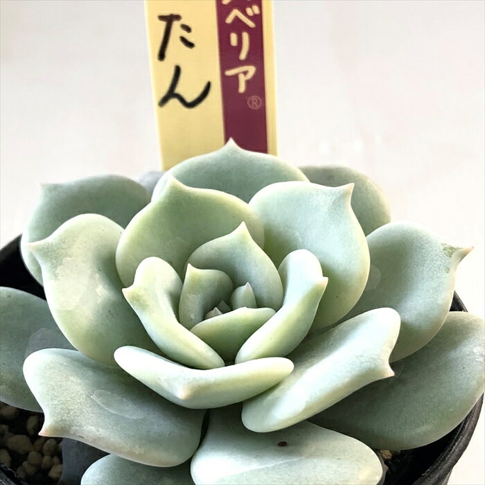多肉植物 oriミックスベリア No.051 ぺったん 多肉植物 おらいさん苗 送料無料 エケベリア 6cmポットのサムネイル