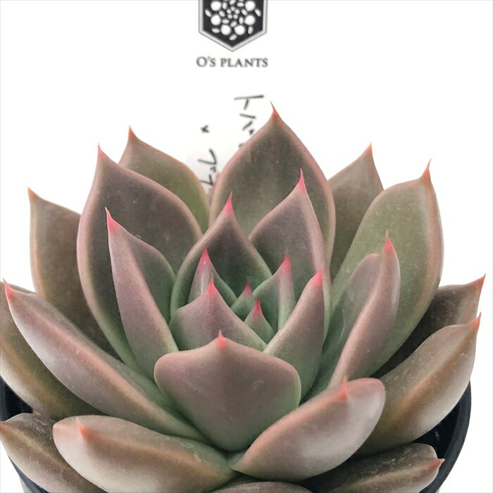 多肉植物 O’sエケベリア トバレンシス×ブランデティ 多肉植物 O’s PLANTS オーズプランツさん苗 送料無料 エケベリア 6cmポットのサムネイル
