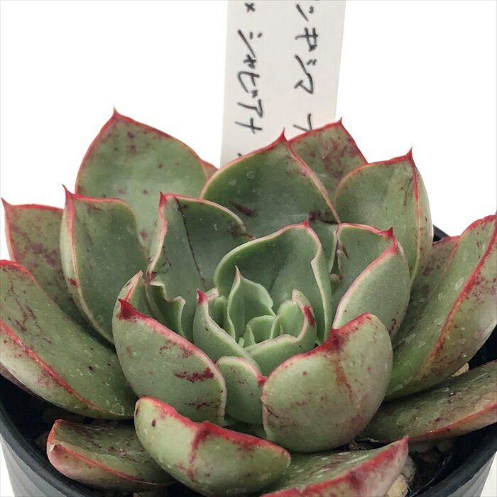 多肉植物 O’sエケベリア ロンギシマブラキアンサ×シャビアナペレグリナ 多肉植物 O’s PLANTS オーズプランツさん苗 送料無料 エケベリア 6cmポットのサムネイル