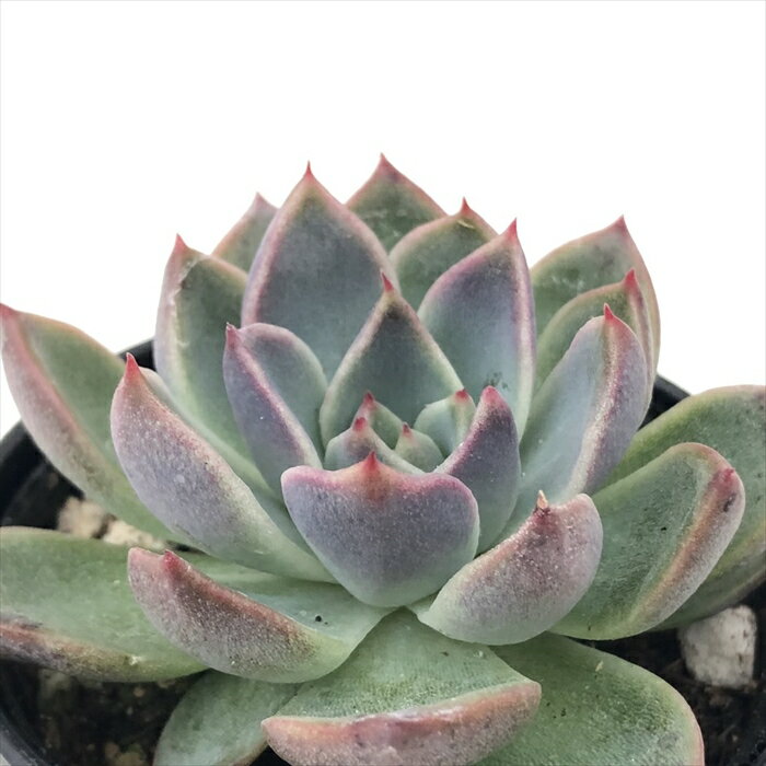 多肉植物 hmエケベリア ブラッククイーン 多肉植物 エケベリア 6cmポットのサムネイル