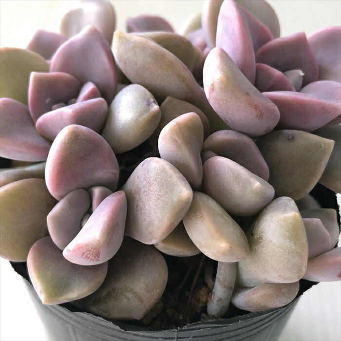 多肉植物 hmグラプトベリア ばらまきパープルディライト 多肉植物 エケベリア 6cmポットのサムネイル
