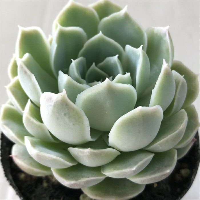 多肉植物 hmエケベリア クリームローズ 多肉植物 エケベリア 6cmポットのサムネイル
