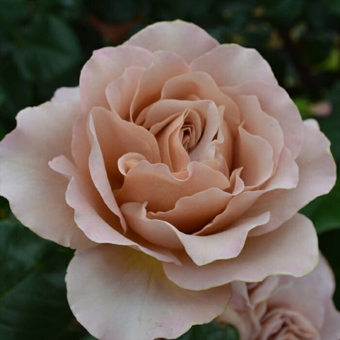 バラ苗 バラ新苗 デルイター カフェ ラテ 登録品種 薔薇 ばら 送料無料 京成バラ園 新苗 ベージュ kssのサムネイル