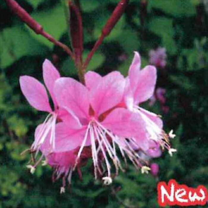 予約販売 宿根草の咲く庭 ガウラ 苗 ガウディローズ 9cmポット 多年草 ガーデニング 花苗 宿根草苗 hys..