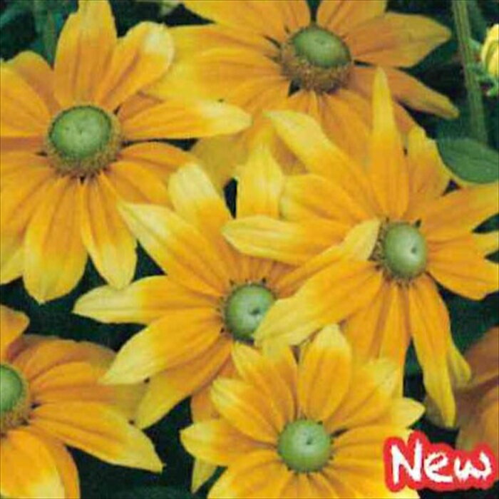 予約販売 宿根草の咲く庭 ルドベキア 苗 プレーリーサン 9cmポット 多年草 ガーデニング 花苗 宿根草苗 hys4 11月中旬以降発送のサムネイル