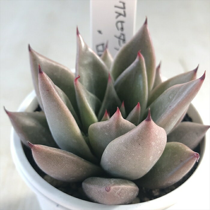 多肉植物 O’sエケベリア クスピダータパラス×ロメオ 多肉植物 O’s PLANTS オーズプランツさん苗 送料無料 エケベリア 6cmポットのサムネイル