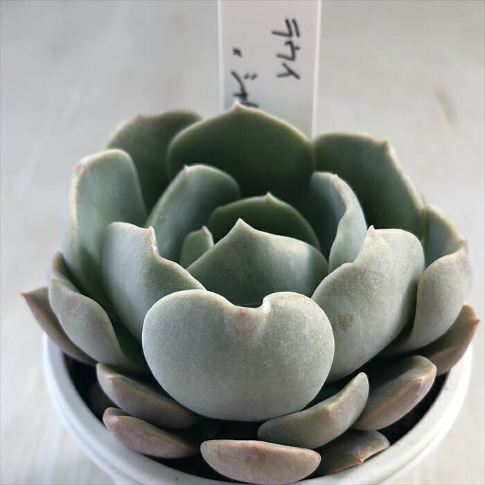 多肉植物 O’sエケベリア ラウイ×シャビアナペレグリナ 多肉植物 O’s PLANTS オーズプランツさん苗 送料無料 エケベリア 6cmポットのサムネイル