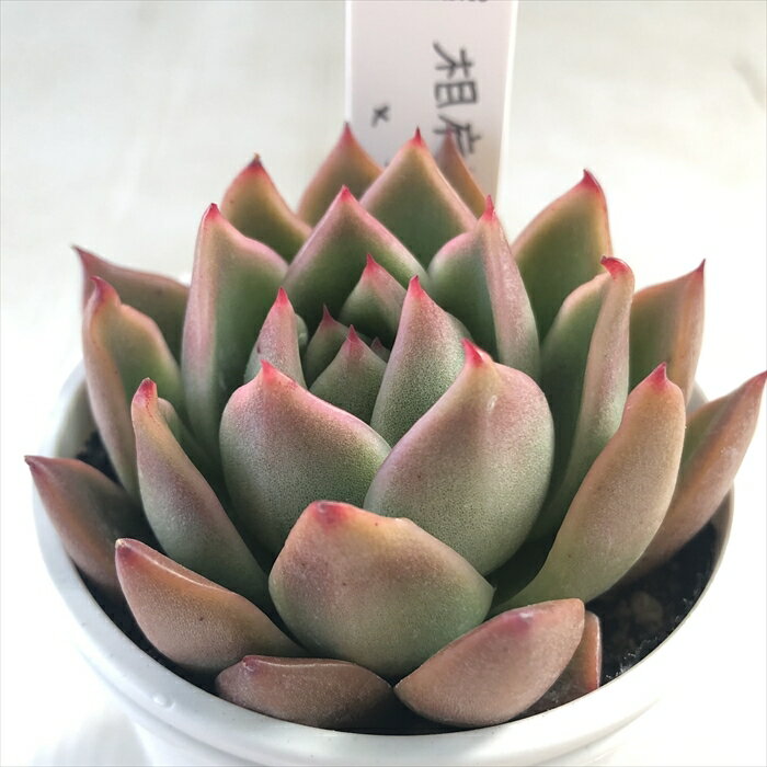 多肉植物 O’sエケベリア 相府蓮×エボニー 多肉植物 O’s PLANTS オーズプランツさん苗 送料無料 エケベリア 6cmポットのサムネイル