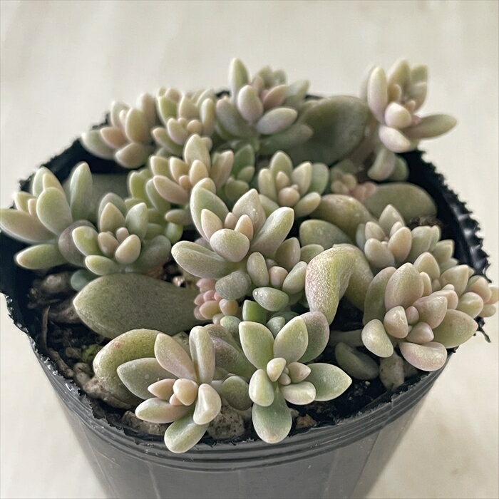 多肉植物 hmグラプトペタルム ばらまきヒメシュウレイ 多肉植物 グラプトペタルム 6cmポットのサムネイル