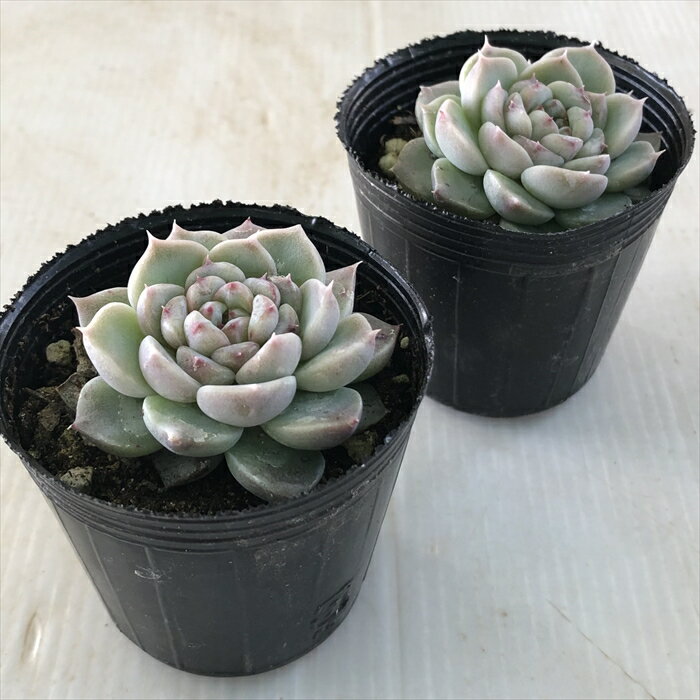 【楽天スーパーセール P5倍】 多肉植物 hmエケベリア レッドベルベット 多肉植物 エケベリア 6cmポット