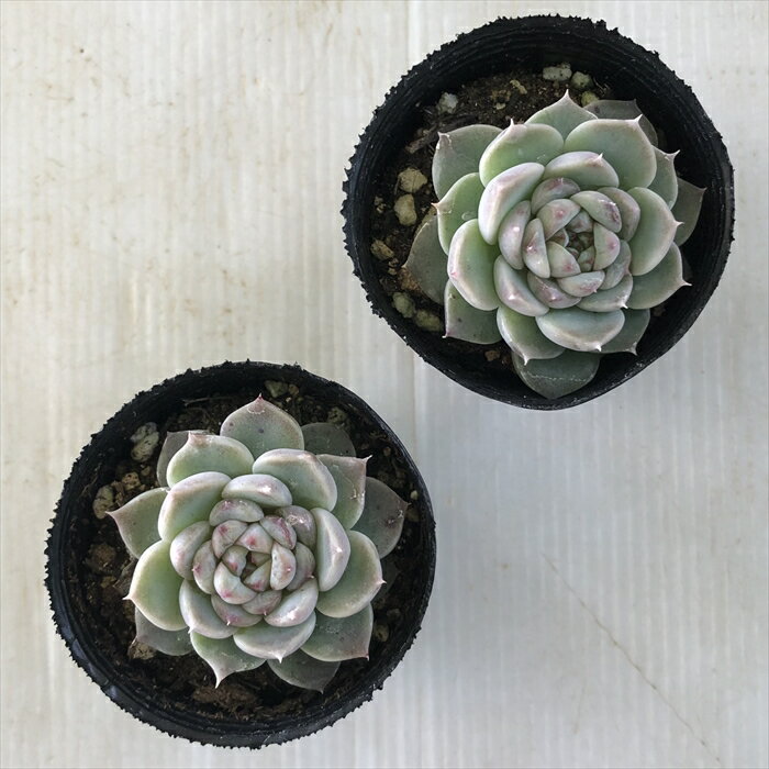 【楽天スーパーセール P5倍】 多肉植物 hmエケベリア レッドベルベット 多肉植物 エケベリア 6cmポット