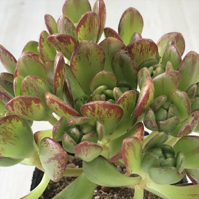 多肉植物 hmアエオニウム アーノルディ 多肉植物 アエオニウム 6cmポットのサムネイル