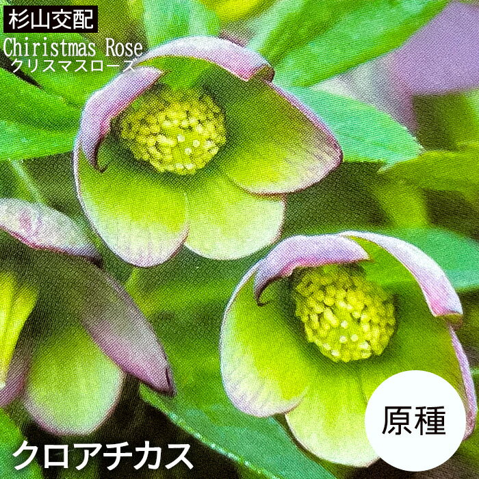 予約販売 クリスマスローズ苗 原種 クロアチカス 杉光園芸 杉山交配 9cmポット 宿根草 ガーデニング sg..