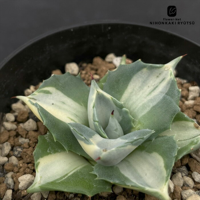 多肉植物 caアガベ 王妃雷神 多肉植物 ポタトラム 斑入り錦 アガベ コーデックス 3号鉢のサムネイル
