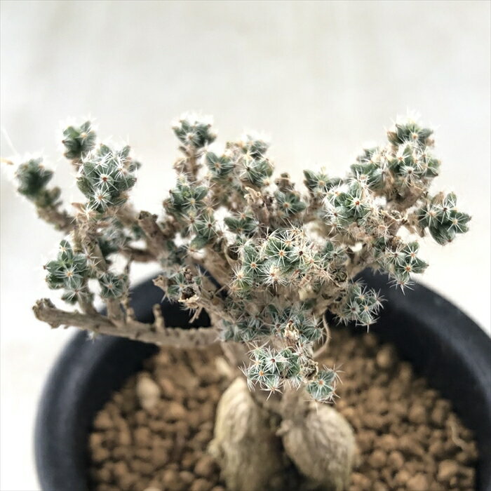 多肉植物 caトリコディアデマ 姫紅小松 多肉植物 メセン コーデックス 9cmポットのサムネイル