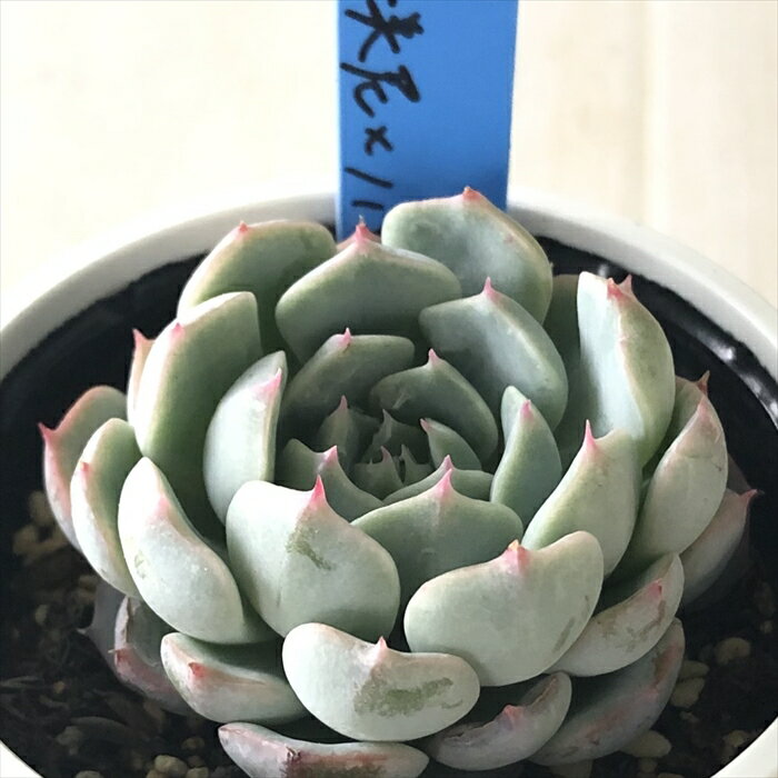 多肉植物 oriエケベリア ローラ×（アルバ美尼×ノバ） 多肉植物 おらいさん苗 送料無料 エケベリア 6cmポットのサムネイル