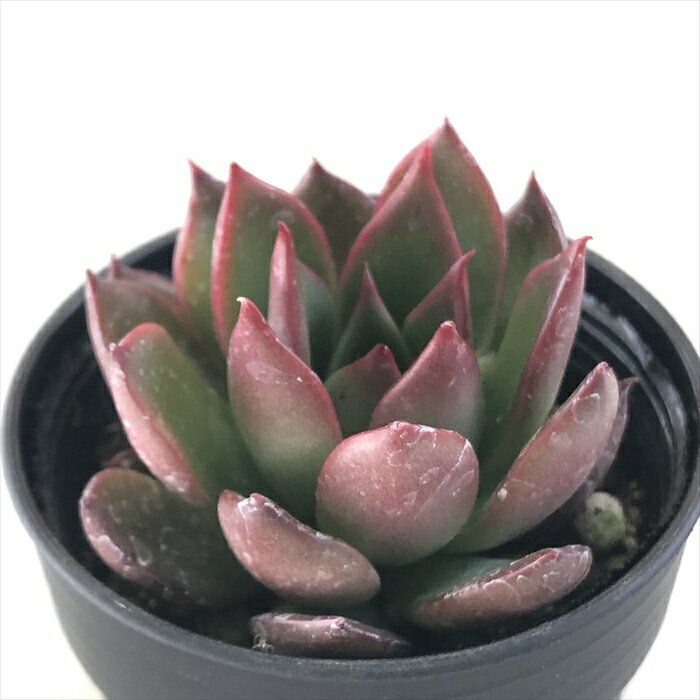 多肉植物 hmエケベリア ルブラ 多肉植物 エケベリア 6cmポットのサムネイル
