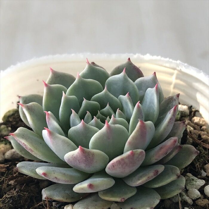 多肉植物 nbエケベリア ピンウィール（タクスパン） 多肉植物 エケベリア 7.5cmポットのサムネイル