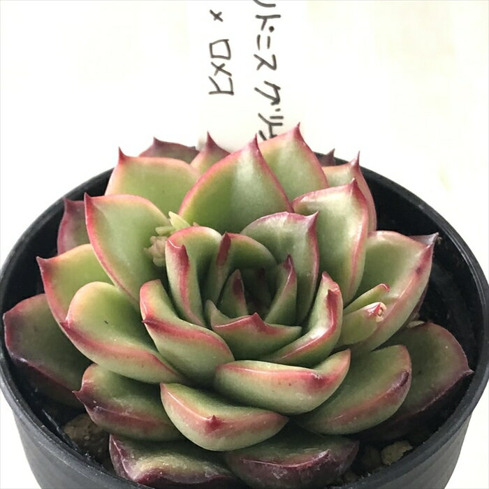 多肉植物 O’sエケベリア プリドニスグリーンフォーム×ロメオ 多肉植物 O’s PLANTS オーズプランツさん苗 送料無料 エケベリア 6cmポットのサムネイル