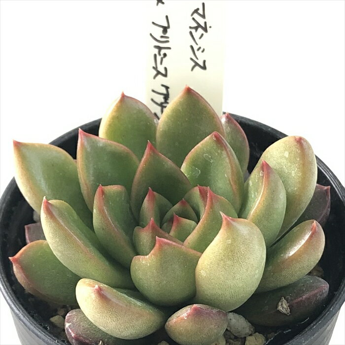 多肉植物 O’sエケベリア トリマネンシス×プリドニスグリーンフォーム 多肉植物 O’s PLANTS オーズプランツさん苗 送料無料 エケベリア 6cmポットのサムネイル