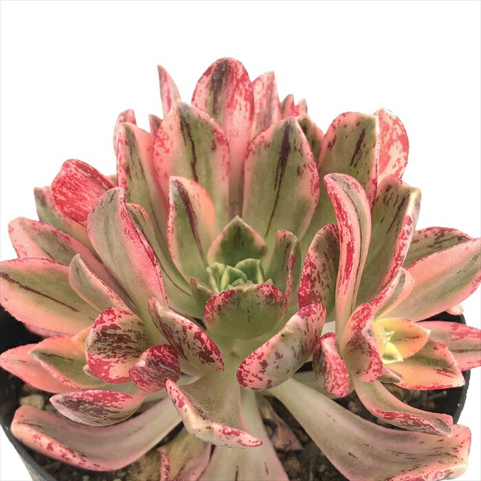 多肉植物 caアエオニウム サンシモン グリーンティー 多肉植物 アエオニウム 9cmポットのサムネイル