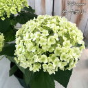 予約販売 アジサイ アナベル キラリ 10.5cmポット ハイドランジア 苗 花苗 苗木 あじさい 紫陽花 krt 10月下旬以降発送