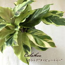 観葉植物 カラテア タイビューティー 4号鉢 観葉植物 小型 小さい 室内 贈り物 プレゼント インテリア おしゃれ