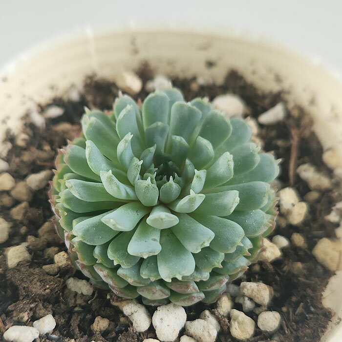 多肉植物 nbエケベリア ビンセントカトー 多肉植物 エケベリア 7.5cmポットのサムネイル