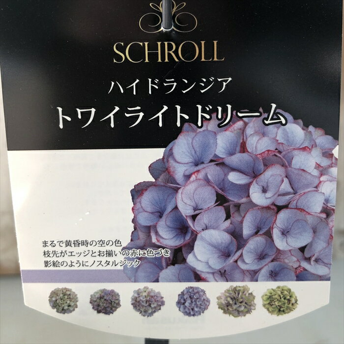 アジサイ トワイライトドリーム 10.5cm 苗 ハイドランジア あじさい 紫陽花のサムネイル