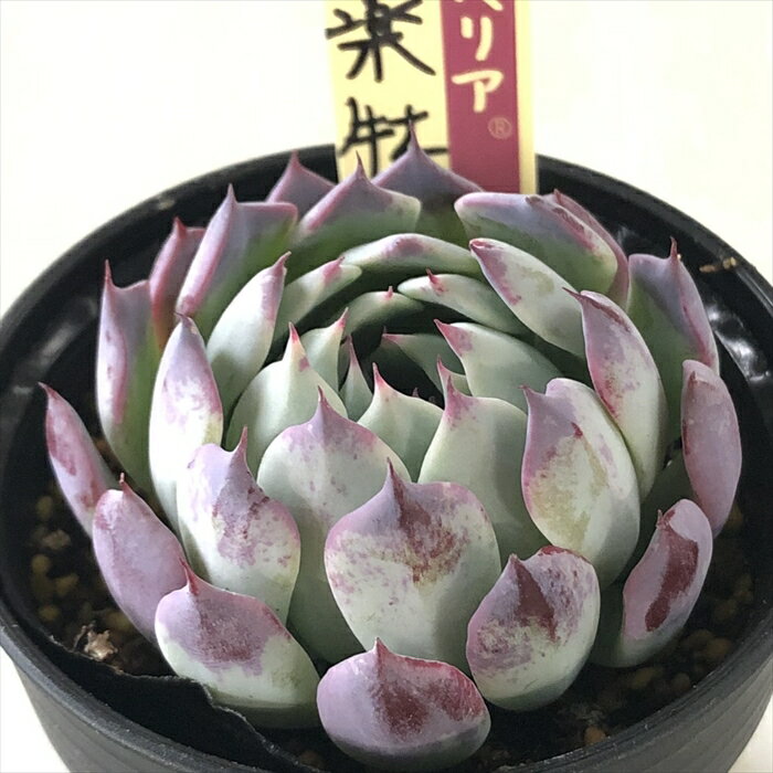 054【芍薬牡丹】おらいさん苗 ミックスベリア 成長記録 多肉植物
