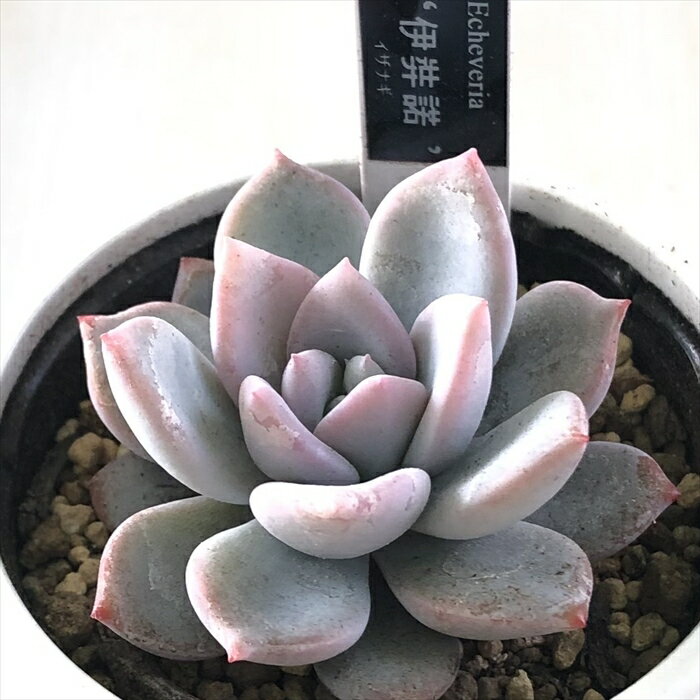 多肉植物 yukエケベリア 伊弉諾 多肉植物 優木園さんの苗 送料無料 エケベリア 6cmポットのサムネイル