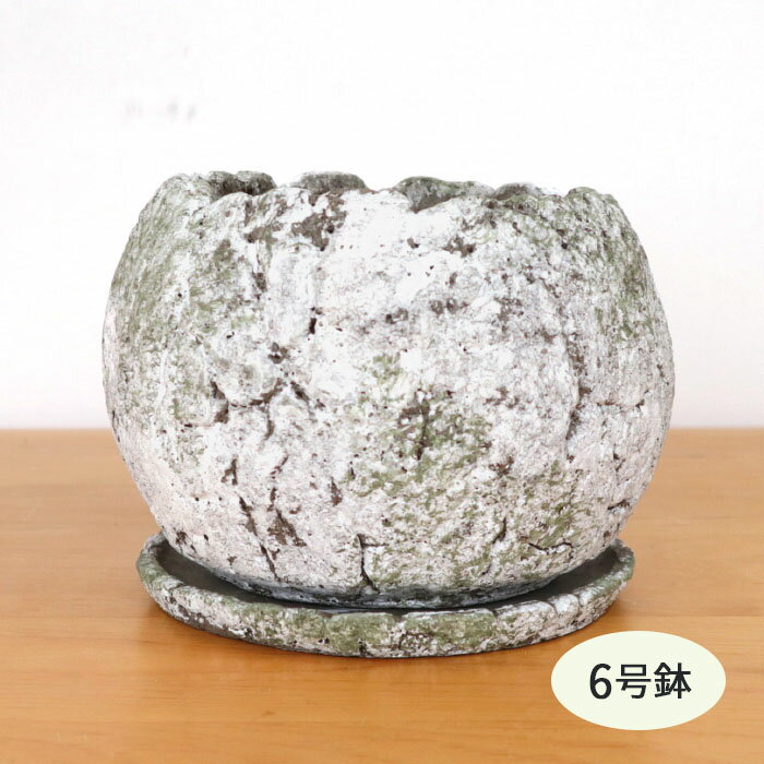 資 ER-4041L MG 6号 丸ボール柄入 受皿付 陶器 鉢 植木鉢 インテリア 多肉植物 おしゃれ 観葉植物 mrk