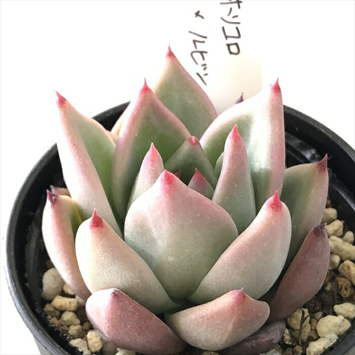 多肉植物 O’sエケベリア ホリコロ×ルビン 多肉植物 O’s PLANTS オーズプランツさん苗 送料無料 エケベリア 6cmポットのサムネイル