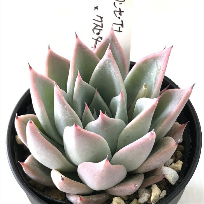 多肉植物 O’sエケベリア リンゼアナ×クスピダータパラス 多肉植物 O’s PLANTS オーズプランツさん苗 送料無料 エケベリア 6cmポットのサムネイル