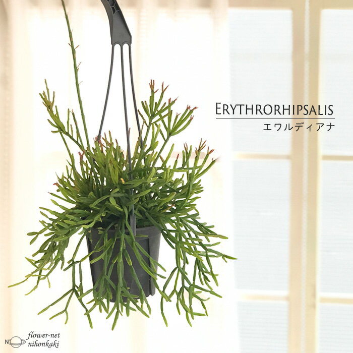 リプサリス エワルディアナ 4号吊り鉢 送料無料 観葉植物 