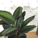観葉植物 カラテア ビューティースター 4号鉢 ビューティーフルスター 観葉植物 小型 小さい 室内 贈り物 プレゼント インテリア おしゃれ